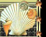 SeaShells
